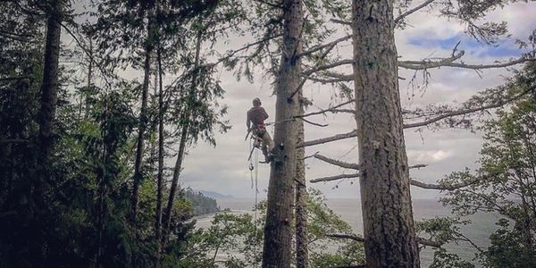 Zach Pollard certified climbing arborist on Olympic Peninsula for large tree removal