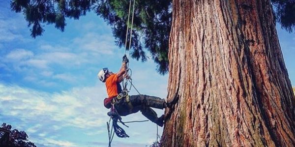 Zach Pollard certified arborist ascending for large removal