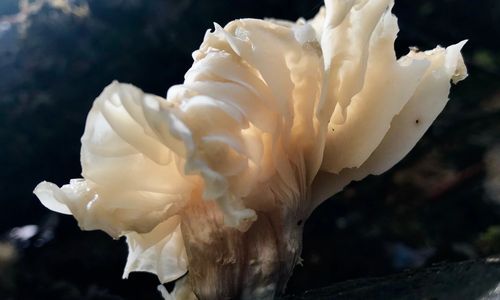 Fungi gills, Mount Field Tasmania