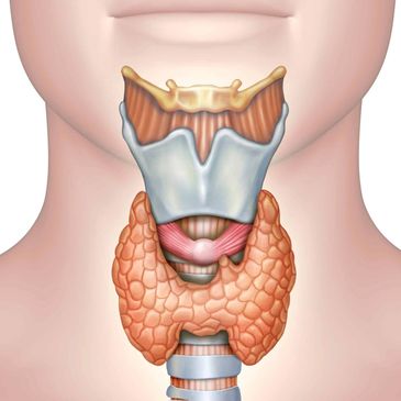 Thyroid