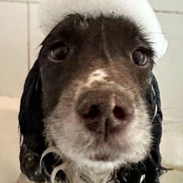 Dog in the bath with soap on her head.