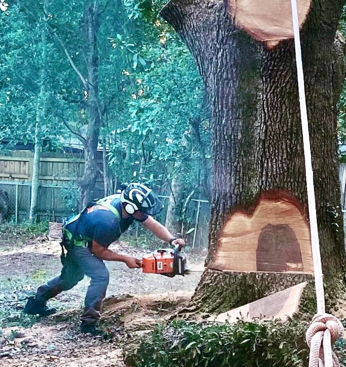 Holston Tree Trimming and Removal Services Home