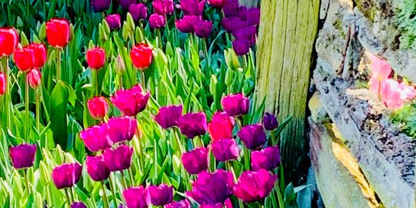 Tulips along an old fence