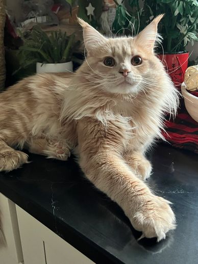 Big orange maine coon with ear tufts and polydactyl paws sitting on counter