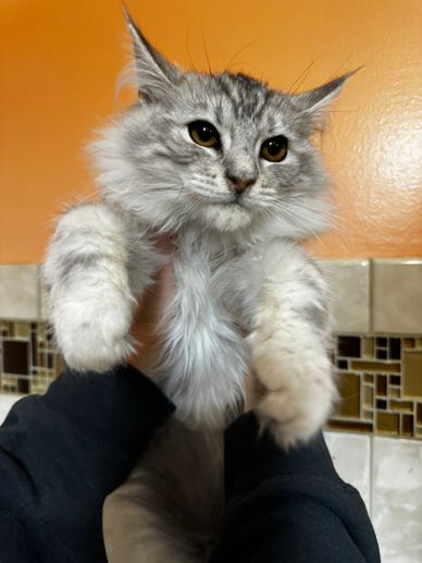 Silver shaded maine coon kitten with pointed ears with ear tufts and big white paws and golden eyes