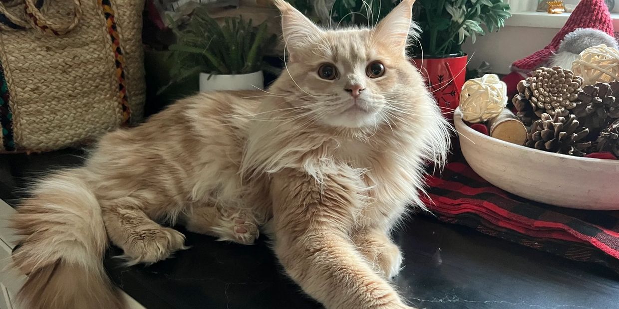 big orange maine coon cat with big paws and fluffy tail on the counter