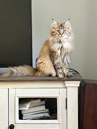 golden shaded maine coon cat