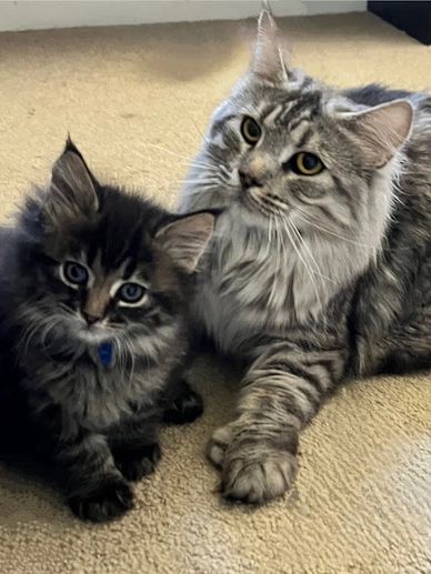 silver shaded maine coon female queen mama with brown tabby maine coon kitten