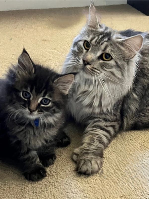 silver shaded maine coon female queen mama with brown tabby maine coon kitten