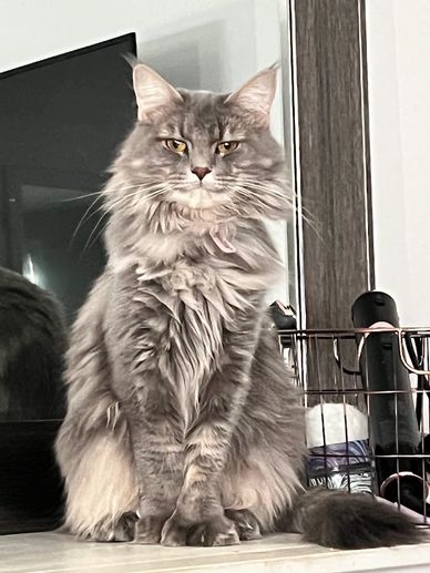 blue tabby american maine coon with golf eyes and polydactyl paws