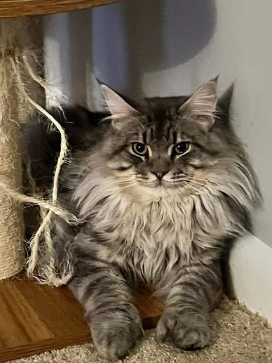 blue tabby maine coon with big fluffy hair tufts and big poly paws