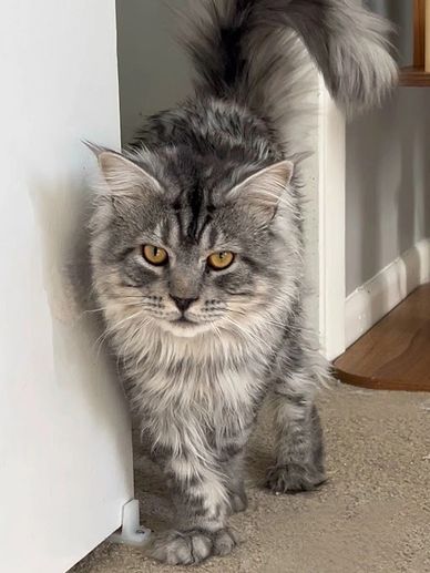 big maine coon poly polydactyl cat silver high silver shaded with golden eyes