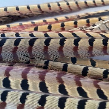 Pheasant Tail Feathers