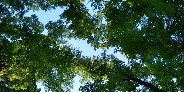 view is upward through the green leaves of several trees, blue  sky in between trees