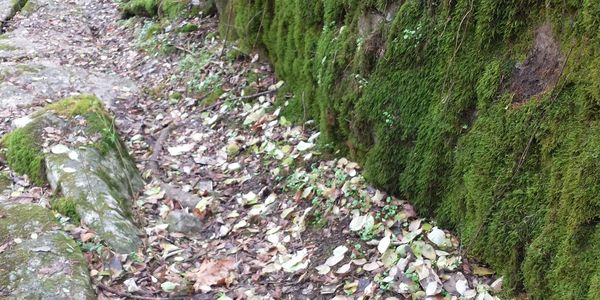 path littered with brown leaves. Sides of path are hills covered in green moss