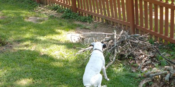 back of a white dog with black ears looking intently at a pile of sticks in a yard by a red fence