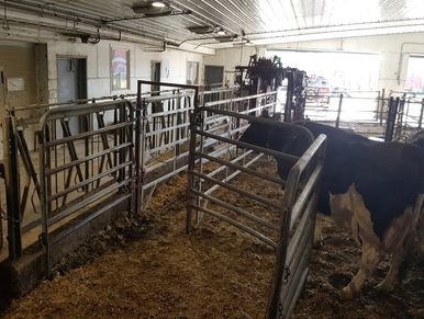 All the cows are kept in a farm