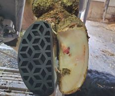 A cow's hoof with a polyurethane block
