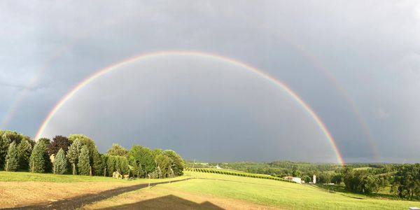 Vineyard with rainbow