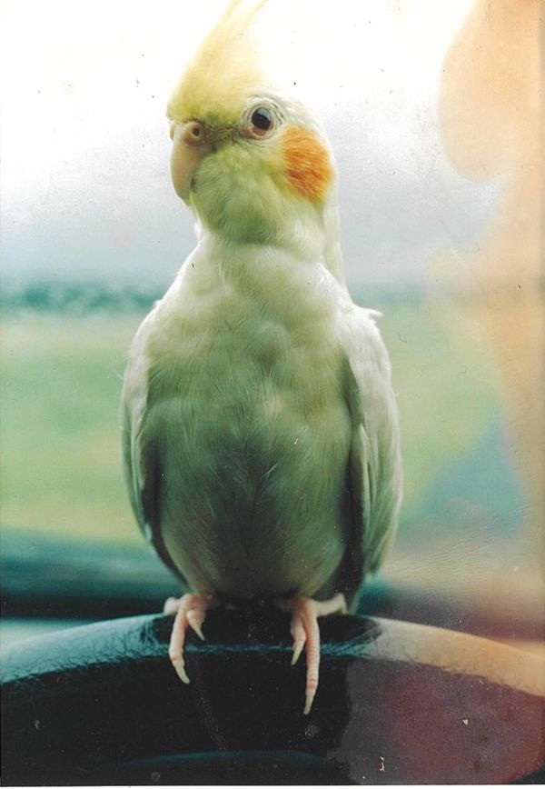 Spunk sitting on car wheel. Spunk was a very hand tame Cockatiel I had in the 80's.  I was quite sad
