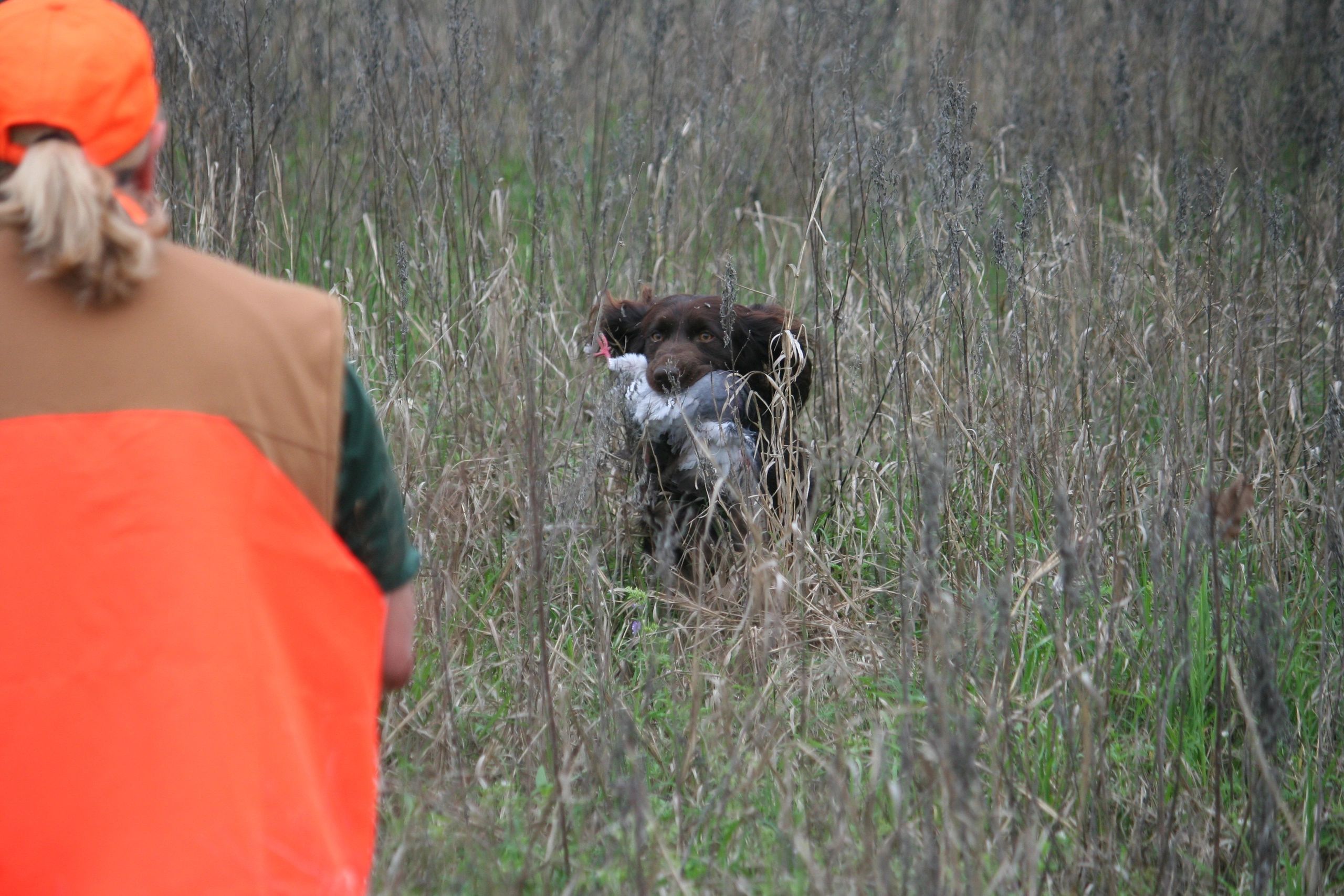 Introduction to Gun Dog Training