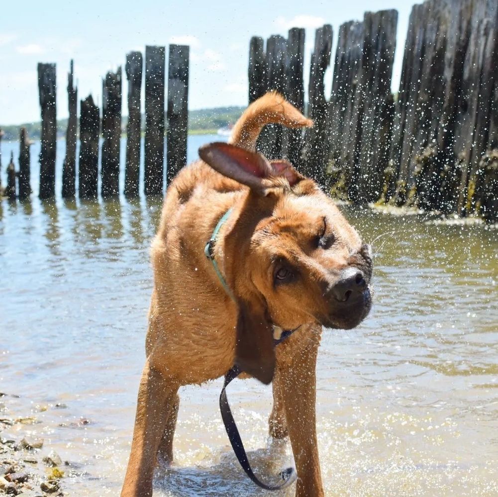 A dog shaking off water near a lake with wooden posts in the background.