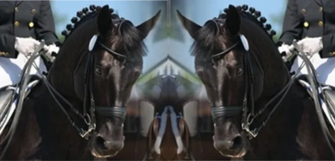 Southeast Horse Shows