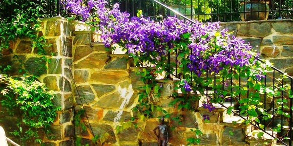 Garden Stairs, Wisteria, Michael Curtis