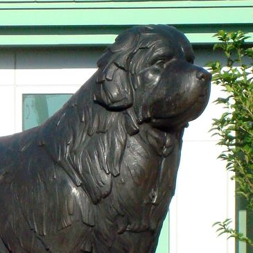 Newfoundland Statue, Michael Curtis, Hannah Heart Center