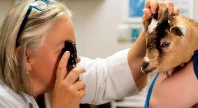 Veterinarian examining a young goat's eye with an ophthalmoscope.