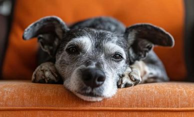 A gray and white dog resting on an orange couch, looking calmly at the camera.