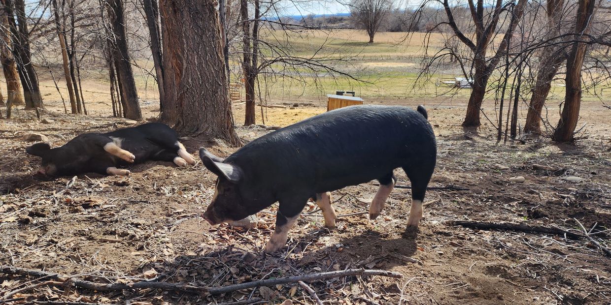 Two black pigs outdoors on a sunny day, one walking and one lying down.