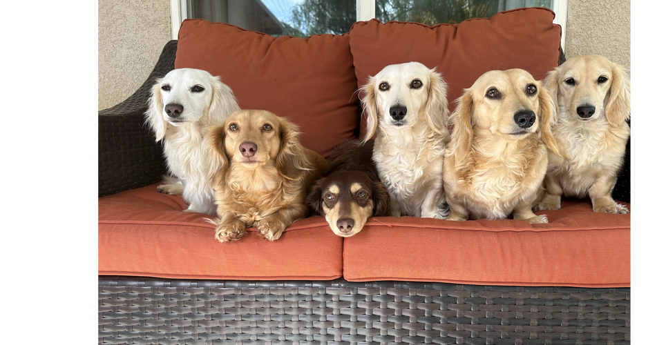Anna’s Doxies~(left to right) Henna, Paizley, Honey, Sadie, Scout, Chip and Peanut. 