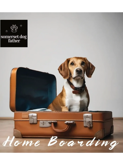 Dog Home Boarding