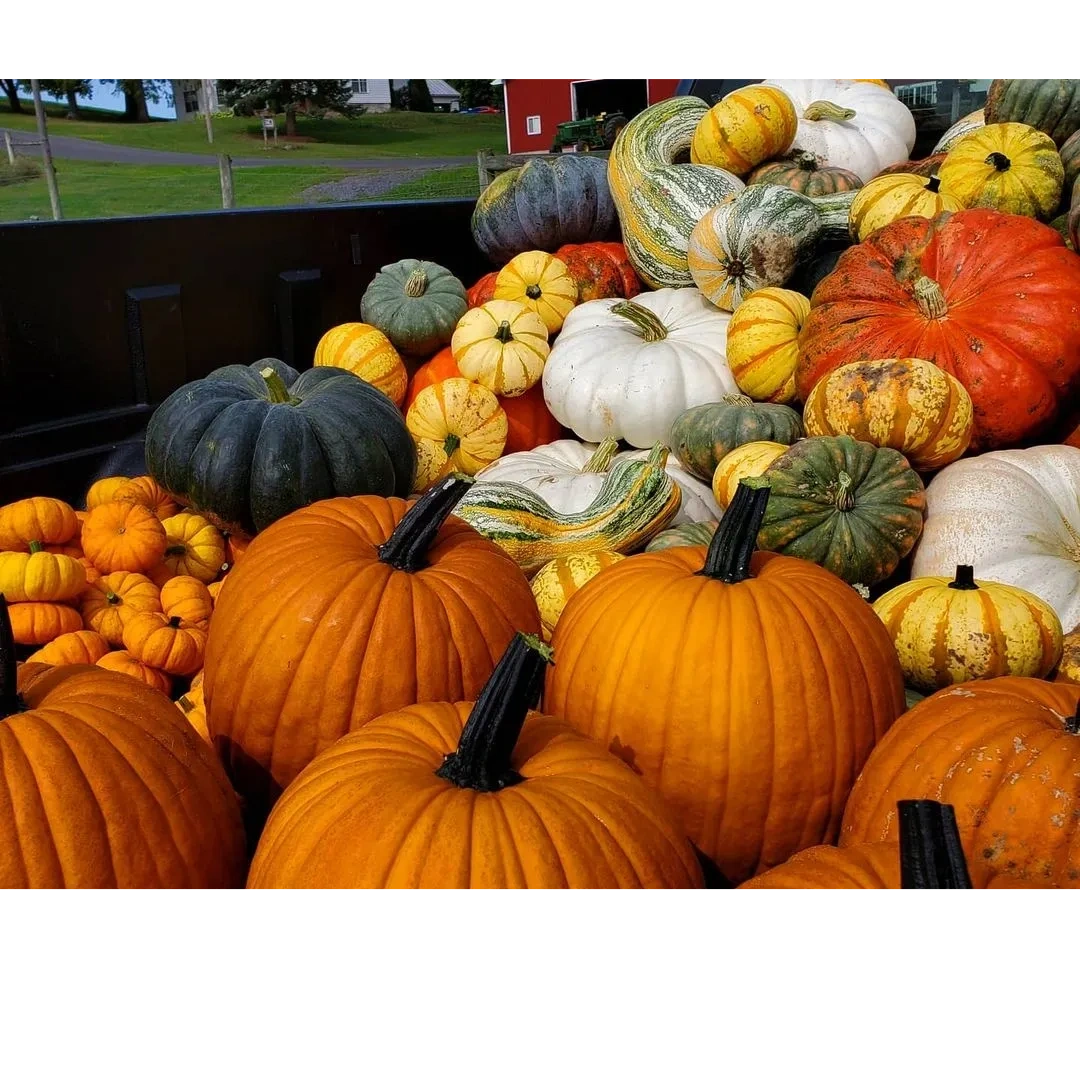 Visit Our Pumpkin Farm for a Memorable Experience
