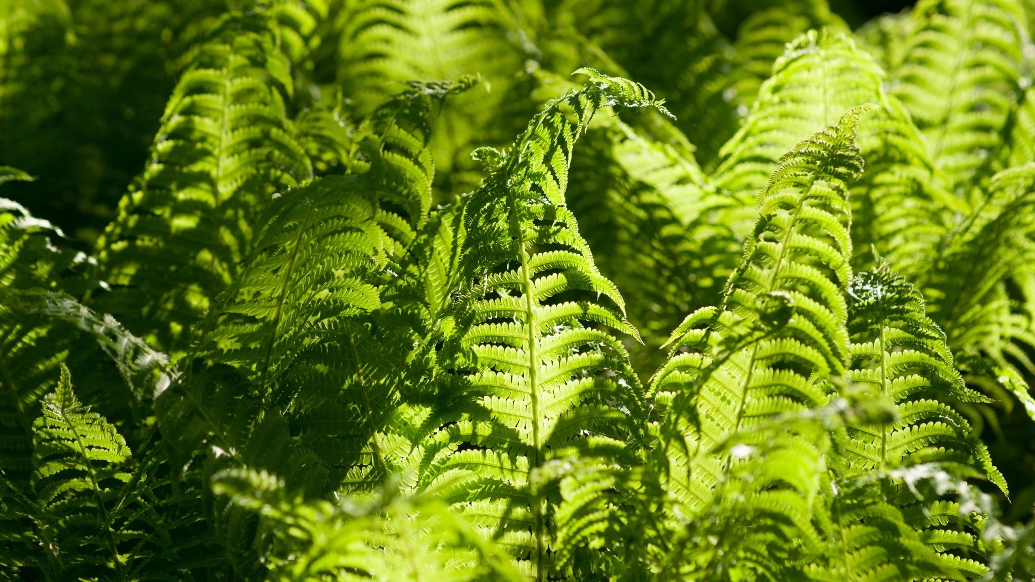 ferns