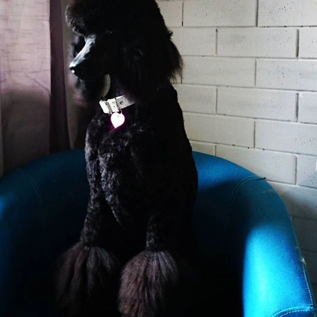 Poodle Grooming Sydney
Dog Groomer
Pet Groomer