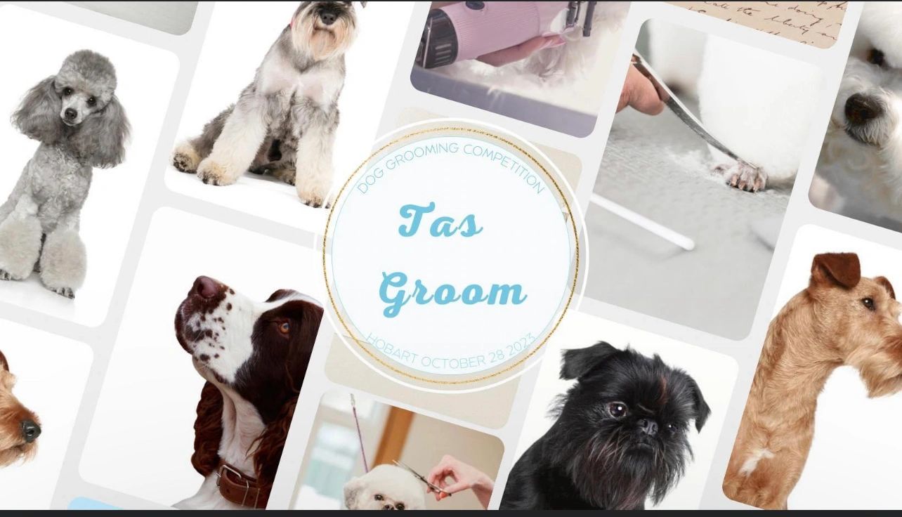 Tasgroom Dog Grooming Competition Hobart