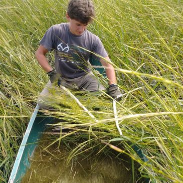 Harvesting in heavy material 
