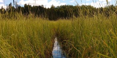 A narrow water channel through tall green grass under a blue sky.