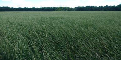 A vast field of tall grass under a clear sky with distant trees on the horizon.