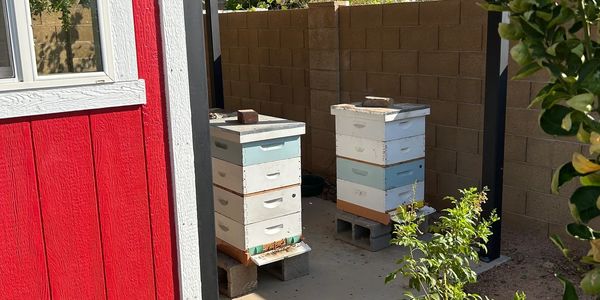Two hives at the Mesa Apiary