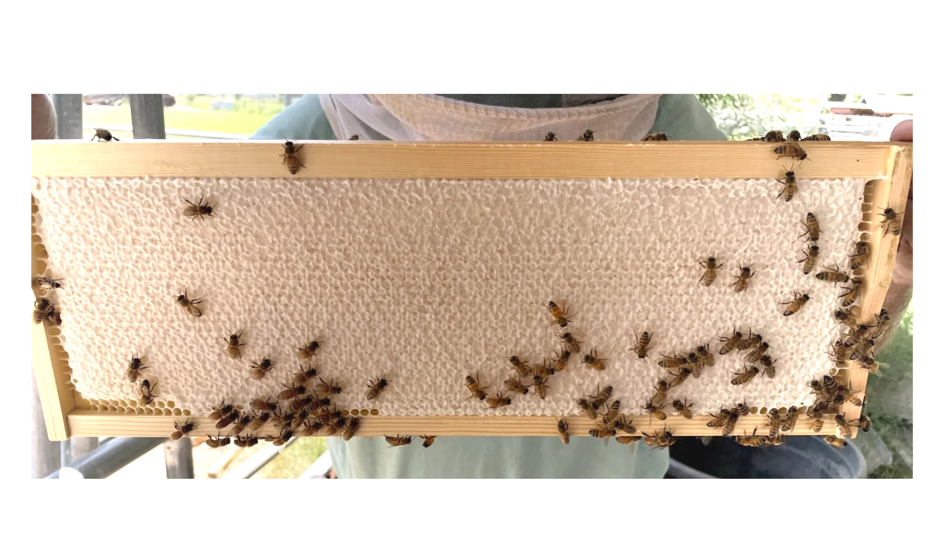 Honey Frame from Gilbert Apiary