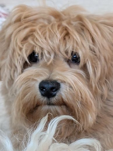 Close-up of a fluffy dog with wavy tan fur and dark eyes.