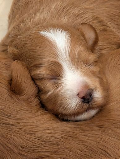 Close-up of a sleeping brown and white puppy curled up.