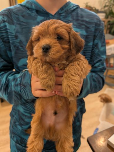 A fluffy brown puppy being held by a person in a blue hoodie.