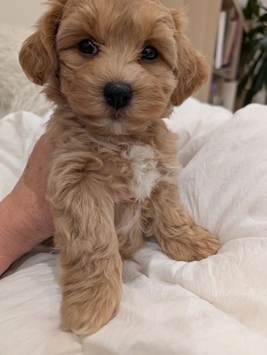 Close-up of a fluffy tan puppy with a white patch on its chest.