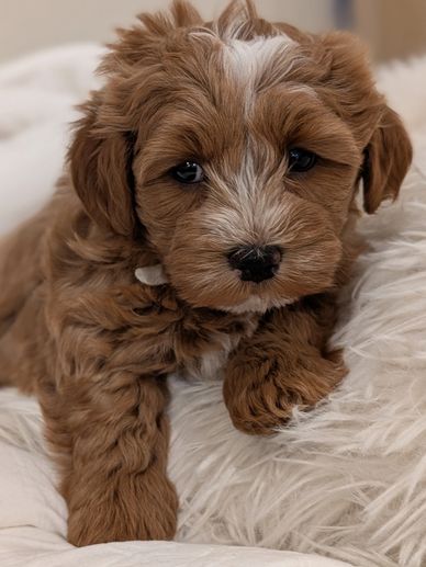 Adorable brown and white puppy resting on a fluffy white pillow.