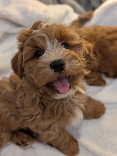 Happy, fluffy brown puppy with a playful smile.