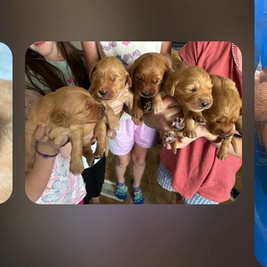 Four adorable golden retriever puppies held by children.